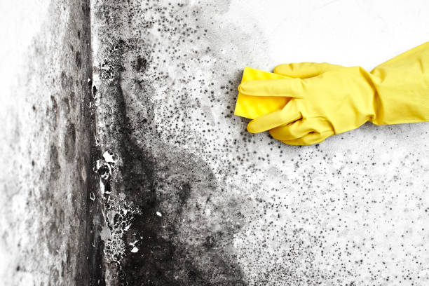 Best Local Mold Removal Service  in Big Le, AK