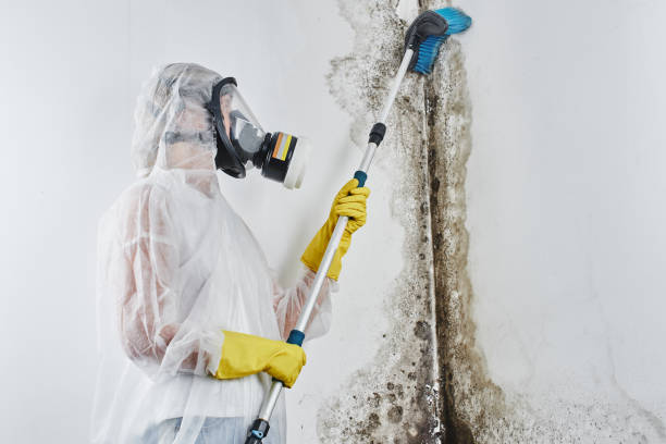 Best Best Mold Removal Companies  in Big Le, AK