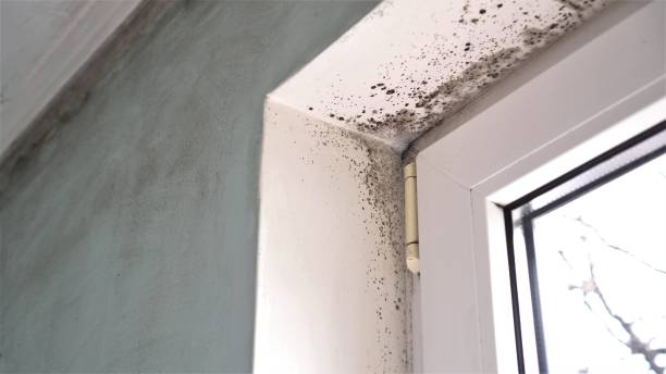 Best Mold Damage Repair  in Big Le, AK