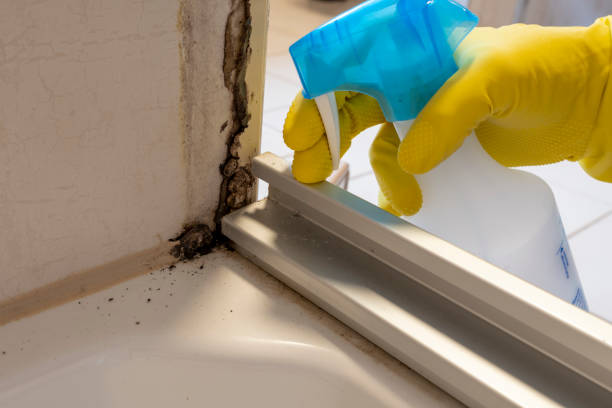 Best Office Mold Removal Services  in Big Le, AK