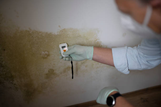 Best Certified Mold Removal  in Big Le, AK