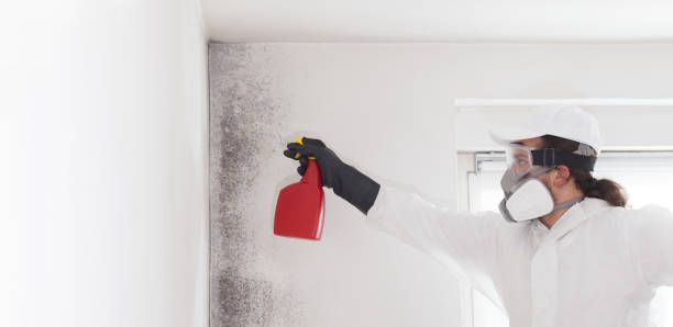 Best Mold Cleaning Services  in Big Le, AK