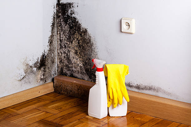 Best Mold Removal Company Near Me  in Big Le, AK