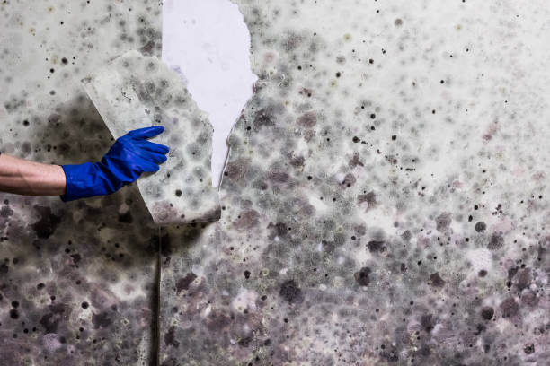 Best Commercial Mold Removal  in Big Le, AK