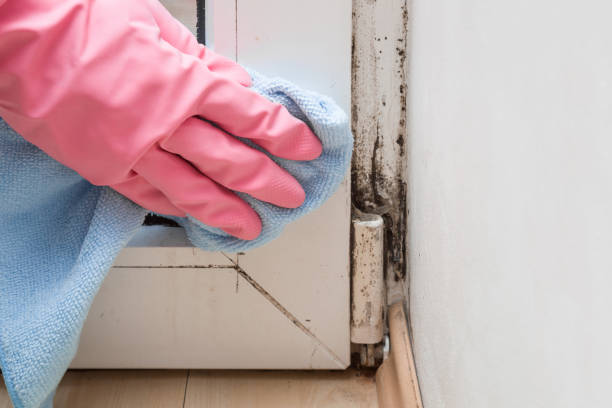 Best Mold Testing  in Big Le, AK